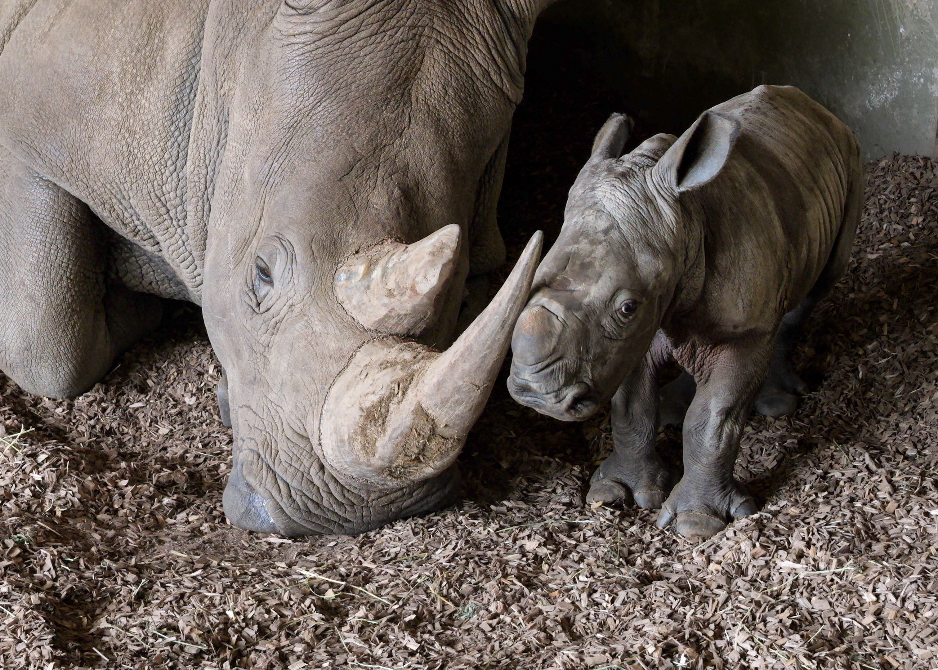 Rhino mother and calf